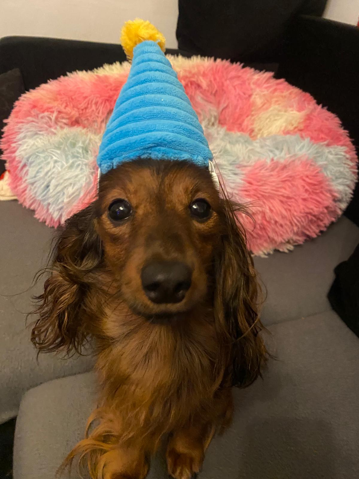 Tinkerbell mit einem Partyhut vor ihrem Körbchen