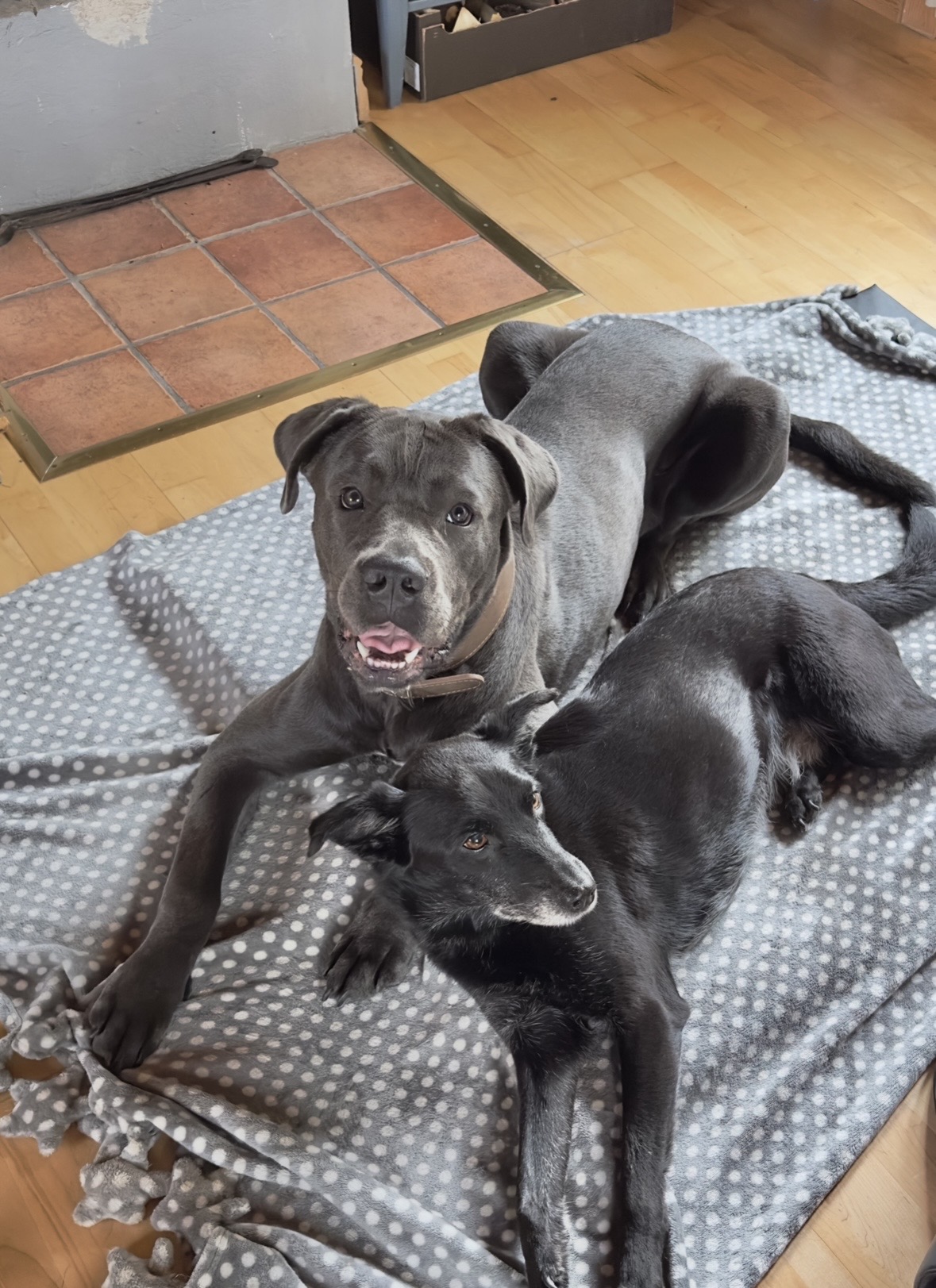 Nike und Sam. Die Hunde von Bookstyler